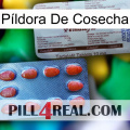 Píldora De Cosecha 36